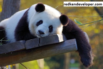 Bypass Panda Development