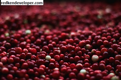 Cranberry Website Development India