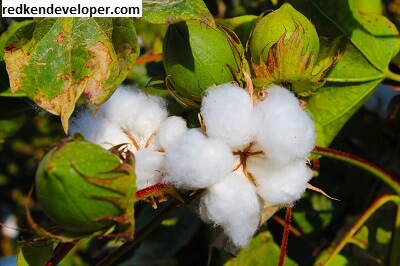 Cotton Value Chain Development Study Gherzi