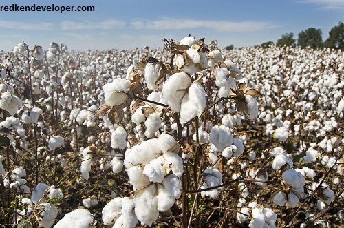 Cotton Value 