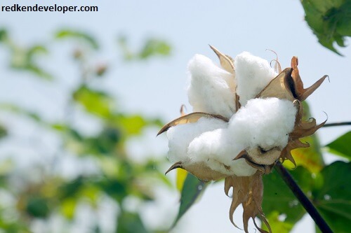 Cotton Value 