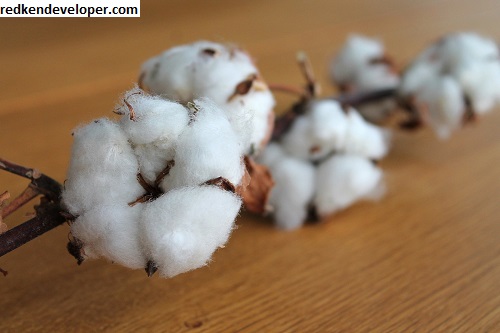 Cotton Value 